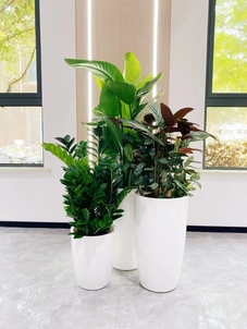 专业宁波盆景租摆，为您装点别样空间